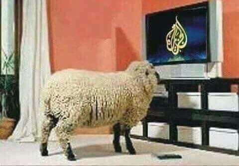 البيه مستنى النشره