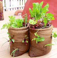 woteinitiative's tweet photo. @tpsftz Ready to help those who need technical support to establish backyard gardens. #Horticulture #STARTProject https://t.co/CXOd2zknQQ