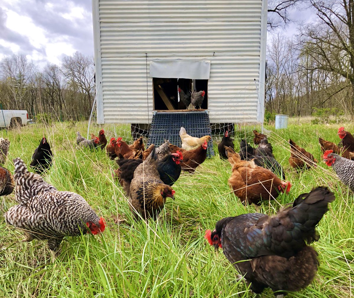 WGMandB's tweet photo. Our favorite moments of zen from this week on the farm.
Reminder: We are temporarily closed until further notice, but there is still work to be done!
#wemissyou #farmzen #certifiedorganic #westvirginia #hardycounty #potomachighlands #cngproud #comfortcontent #zen #relax https://t.co/NlhcrXFoIz