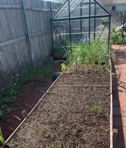 pmfleming's tweet photo. My own garden did not turn out to be as extensive as I wanted, or planned, this year ... I am in AWE of 400 onions!!  Next year Aunt Dooey!

https://t.co/4joQ25zajH https://t.co/qlsJDLxVHK