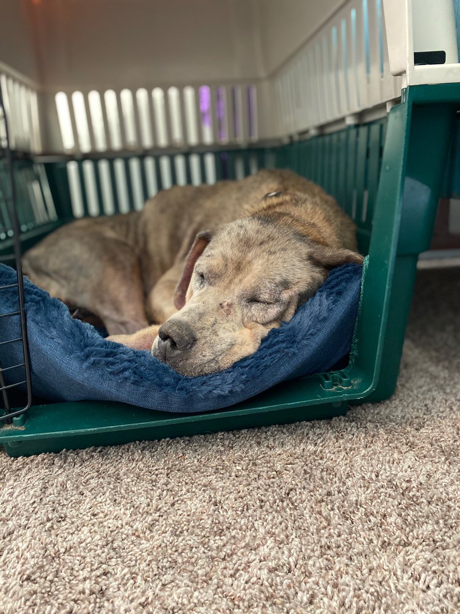 kkbclement's tweet photo. @mrBobbyBones I’m a single mom who’s been out of work since 3/17. My daughter missed celebrating her 18th birthday, no Senior prom &amp; no graduation, my son missed playing soccer the last of his 8th grade year. I’m not in a position to help others so i’m helping the Humane society by fostering😊 https://t.co/otte7Xt4HB