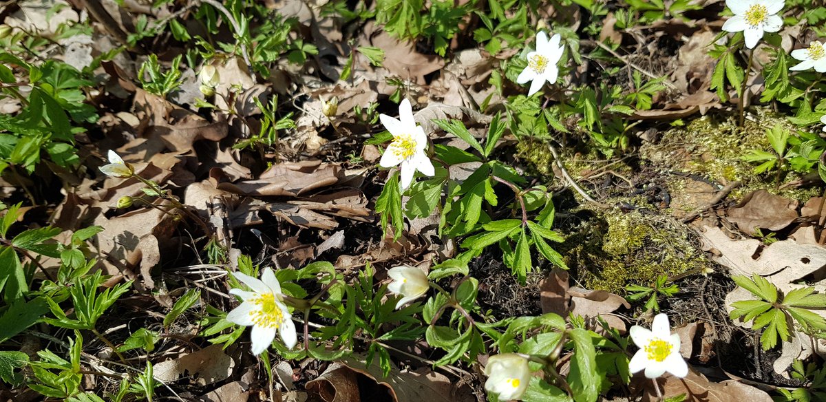 jkp66fi's tweet photo. Another Spring time walk at #Helsinki #Annalan #Huvila https://t.co/7wOpeNt0sJ