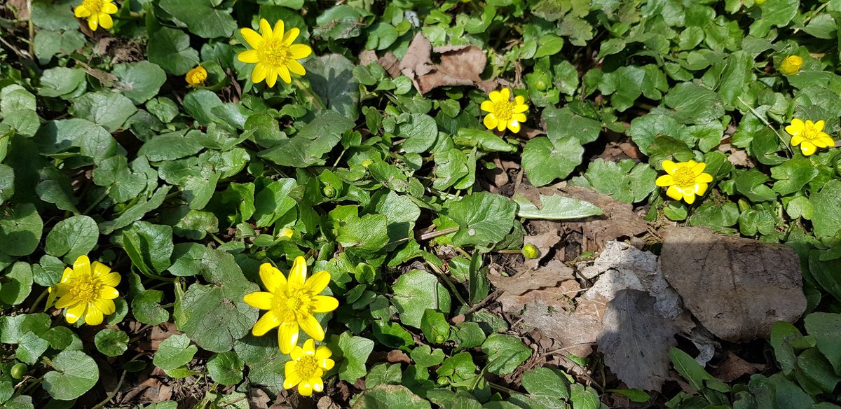 jkp66fi's tweet photo. Another Spring time walk at #Helsinki #Annalan #Huvila https://t.co/7wOpeNt0sJ