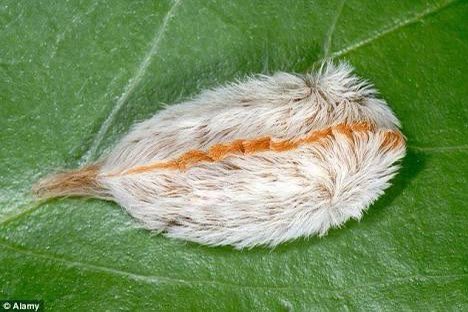 ももくり 保護猫2ニャン これは ネコ毛虫 ももくり 保護猫2ニャン これは ネコ毛虫
