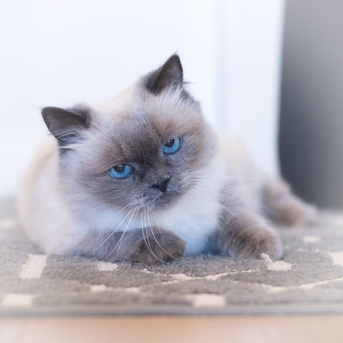 Happy Caturday! #Caturday