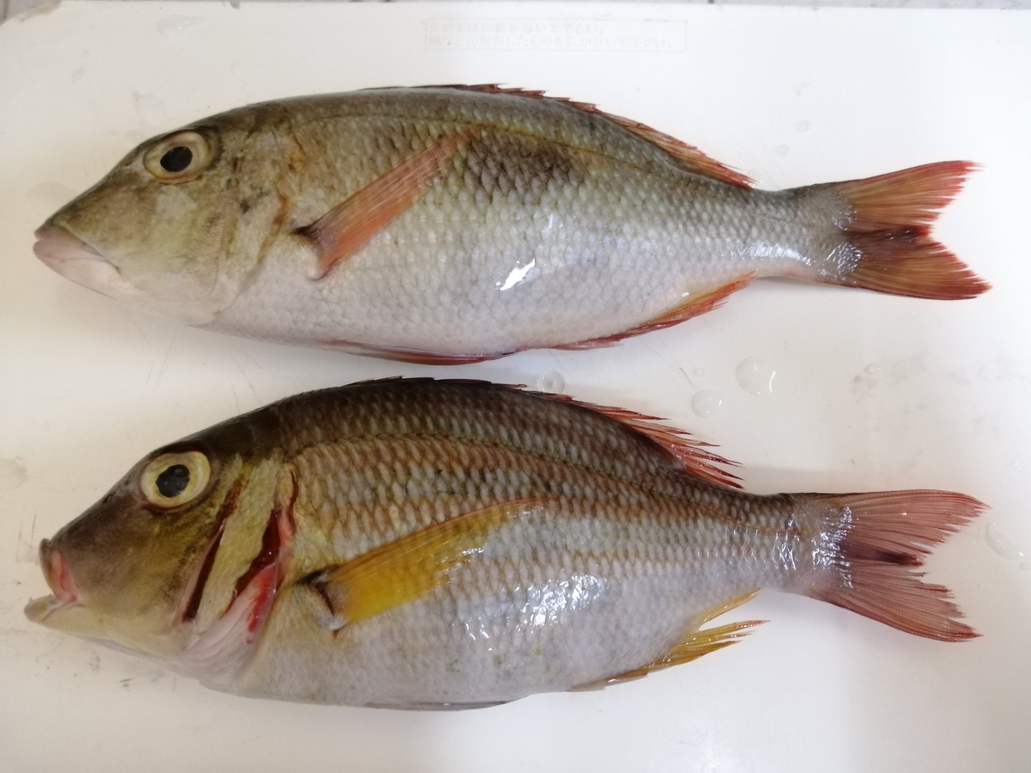 Mangingisda Savetaliptip Missshienna Gurl 1st Time Kong Mag Isda Since Lockdown Twitter