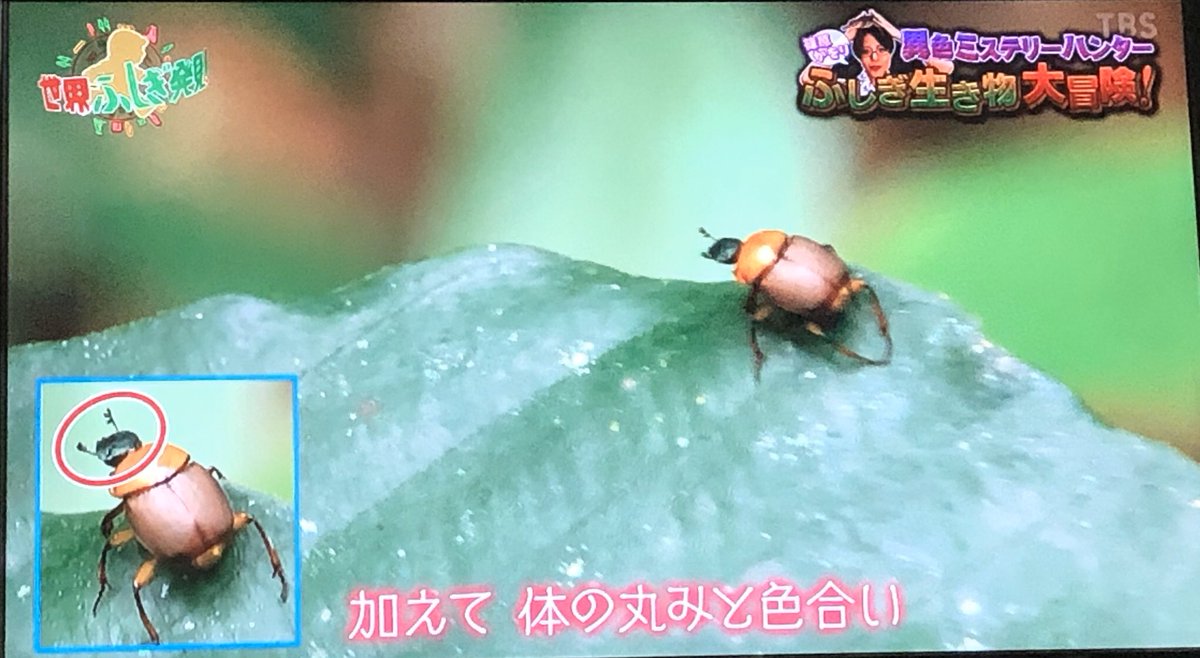 クロさん ゴールデンロケットフロッグ もしや世界一小さいカエル 可愛い 世界ふしぎ発見 世界ふしぎ発見35周年 ガイアナ T Co Ifpgaeucpp Twitter