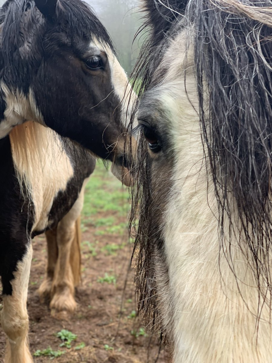 PenbancPasture's tweet image. Fred and Rose are #besties. They are neighbours but have play dates. This week arose moved in as her owner was unwell. She’s threatening to remain. #cobs