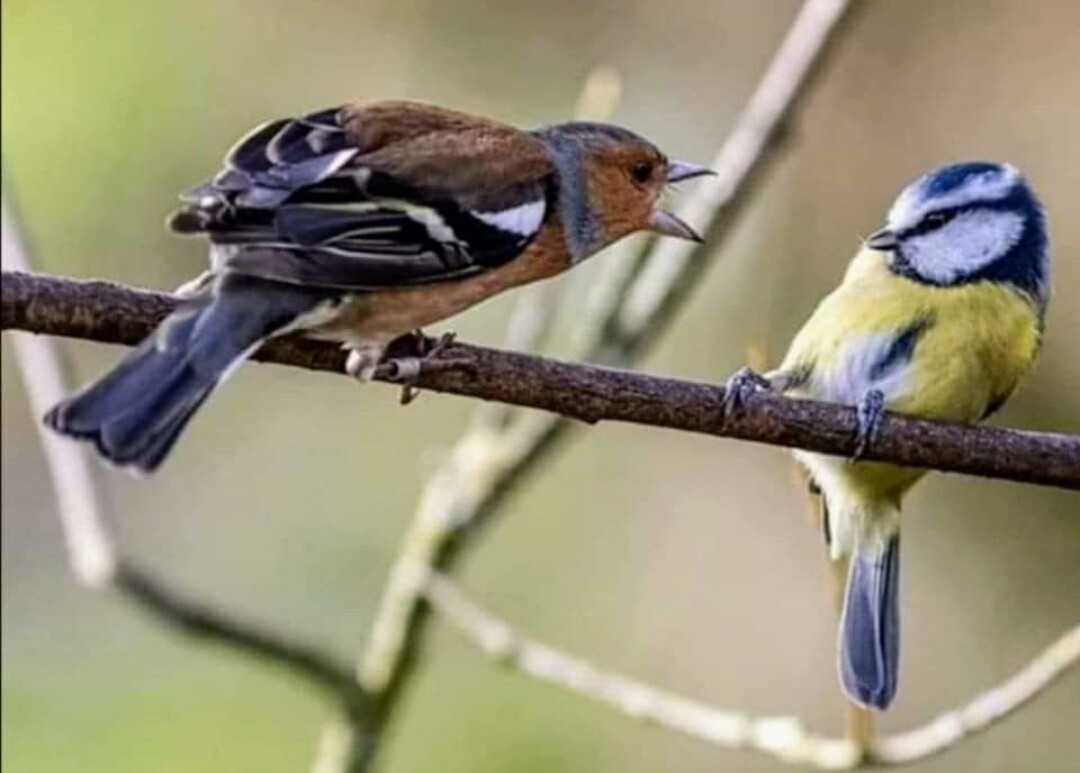 TVÅ METER SA JAG!!! TVÅÅÅÅÅ!!! FATTA?!?!