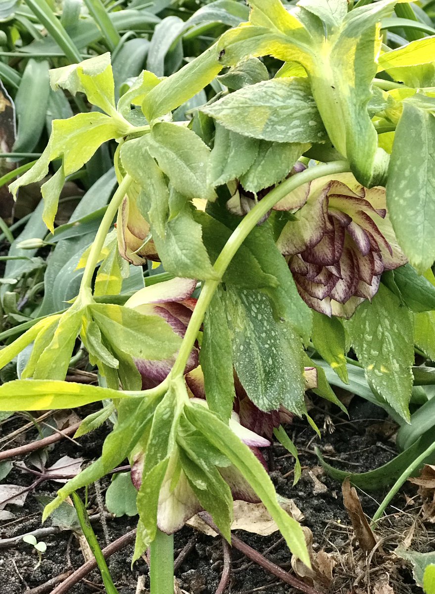 A chilly start to the day. A hellebore from the Golden Lotus strain will soon perk up as the day warms. My spirits will certainly also do so as I plan to be in the garden today, planting seeds, listening to the birds and touching the earth.