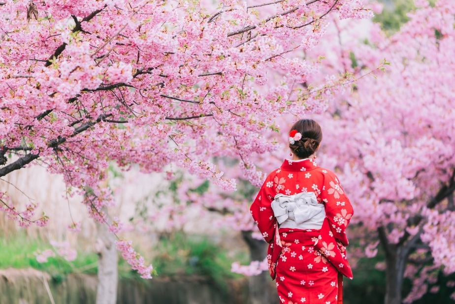 VCWalneySchool1's tweet photo. Hanami means ‘flower viewing'. The cherry blossom season in Japan is famous. Sitting underneath blossoms of various trees is a centuries-old tradition. Families and friends gather for picnics under the full bloom and think about the impermanence and beauty of life.

#FactADay https://t.co/EBKey8m34z