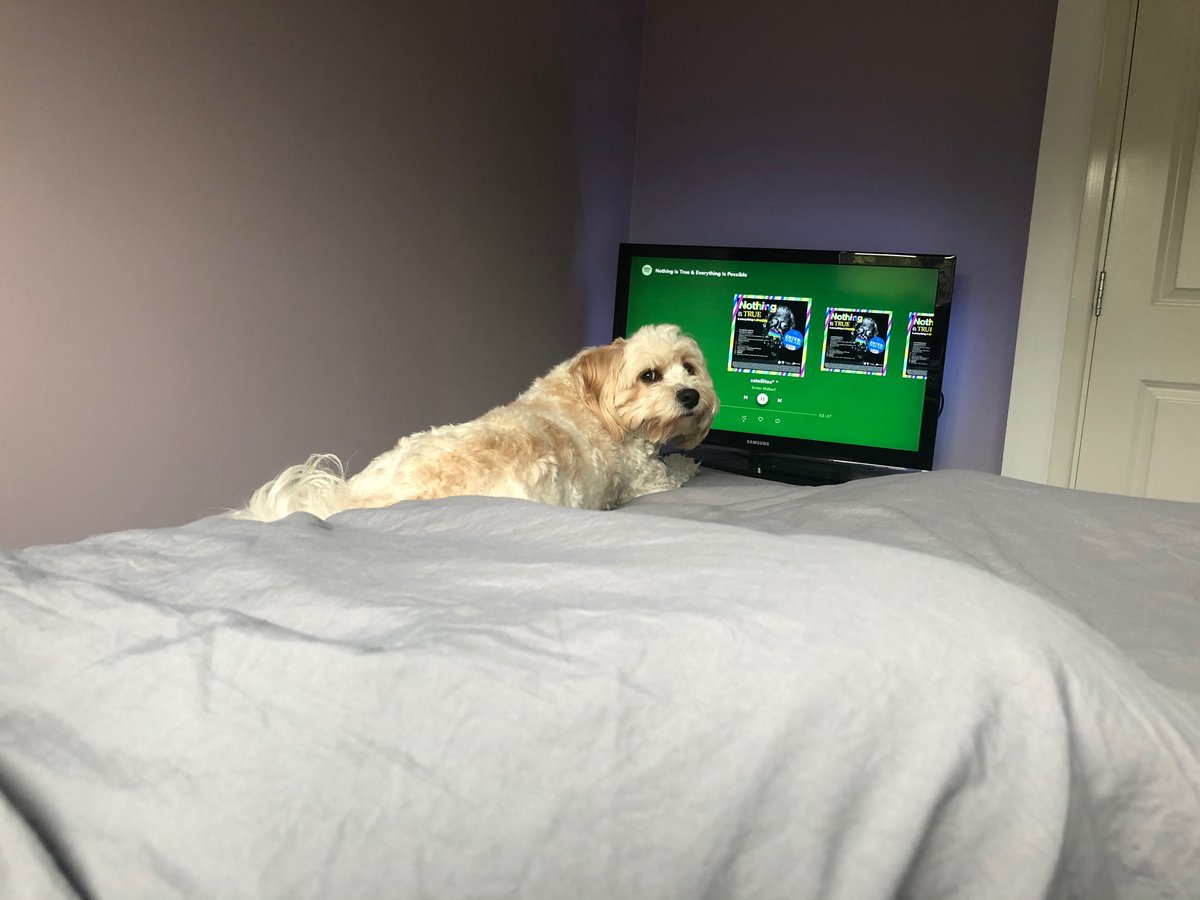 Ricotine's tweet photo. Alfie approves. @ENTERSHIKARI #NothingIsTrue https://t.co/WV0LeU4LWu