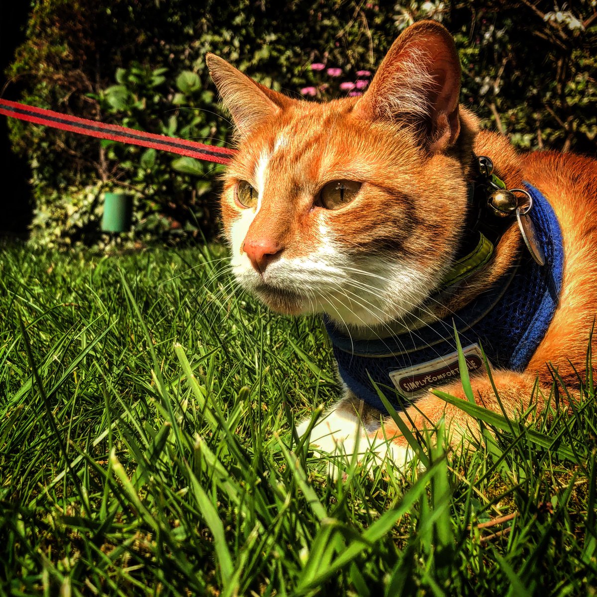 TheJaspeee's tweet photo. Close up pose #cats #CatsOfTheQuarantine #CatNamesWorldCup #catpose #catmodel #catstagram #catlife #cats_of_instagram #CatsAreCute #catsfeatured #CatsLover #chillingcat IG Thejaspeee https://t.co/7ajFAYTvfQ