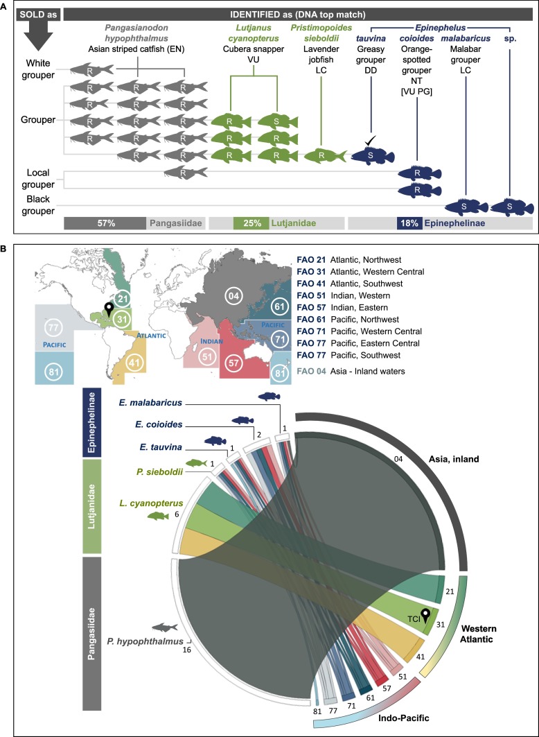 New study from us about #grouper as #seafood (spoiler: most of it ain't grouper...). Lovely teamwork by @Marta_C_Calosso @JABClaydon @stefanako71 & @DonnaCaw sciencedirect.com/science/articl… And admire those gorgeous figures! #OA @ljmubiology @EERCSalford @SustainFishUW @Economist_WOI