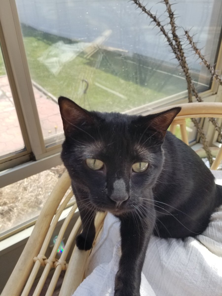 othrunner99's tweet image. Weekly #Caturday post.