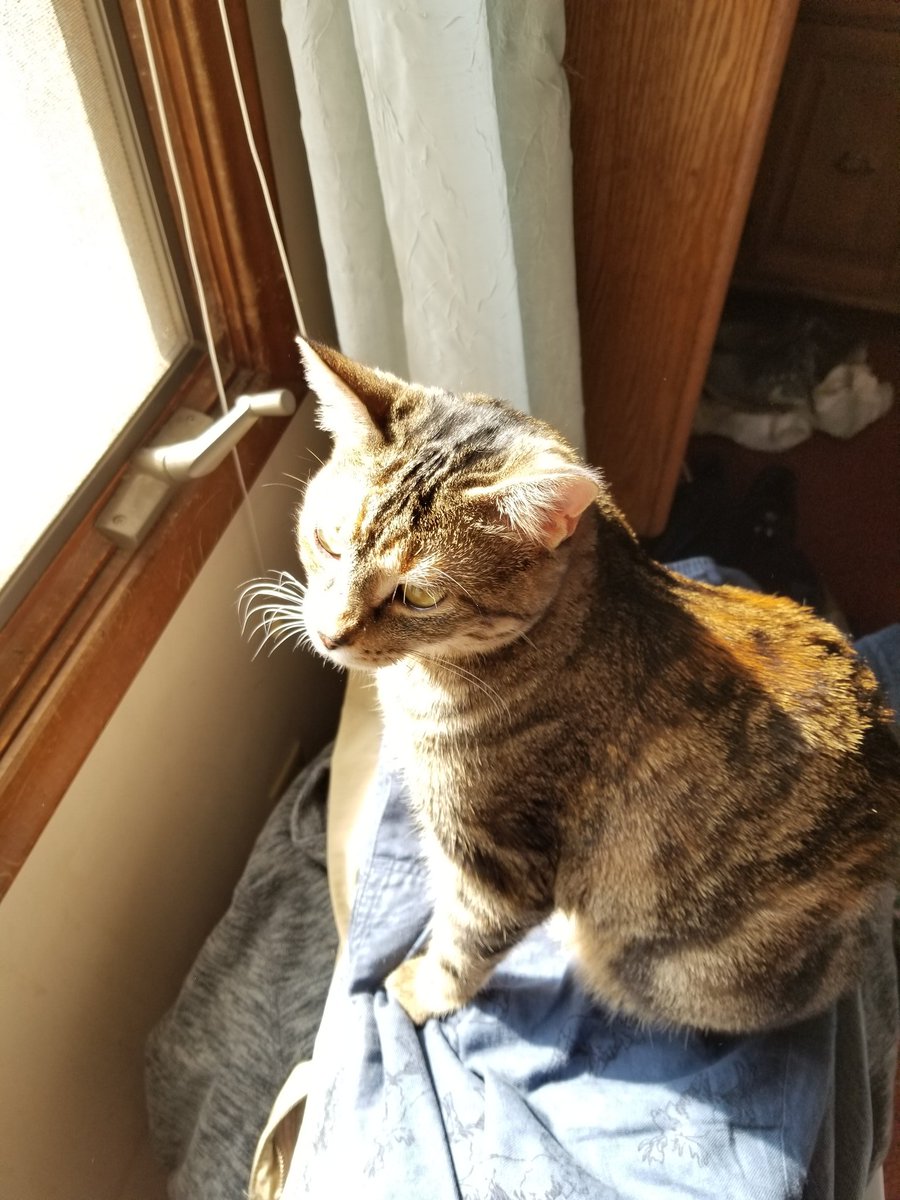 othrunner99's tweet image. Weekly #Caturday post.