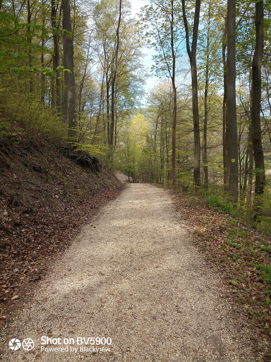 Noch Bilder vom Morgen Spaziergang 🥰

#hund #Natur #spazieren #husky #schäferhund #mischlingshund