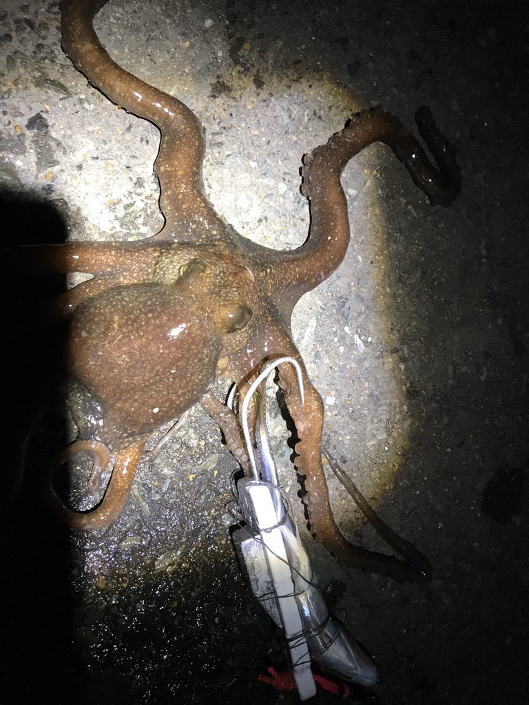 株式会社チカト商会 東雲輝之 A Twitter 博多湾でテナガダコ釣り テンヤにアジの干物をくくりつけ 堤防側に落とし込む トントンと海底を叩くと グィ っと竿を引いてくる そういえば 放課後ていぼう日誌 っていう釣りアニメでタコ釣りしてたけど あの舞台は