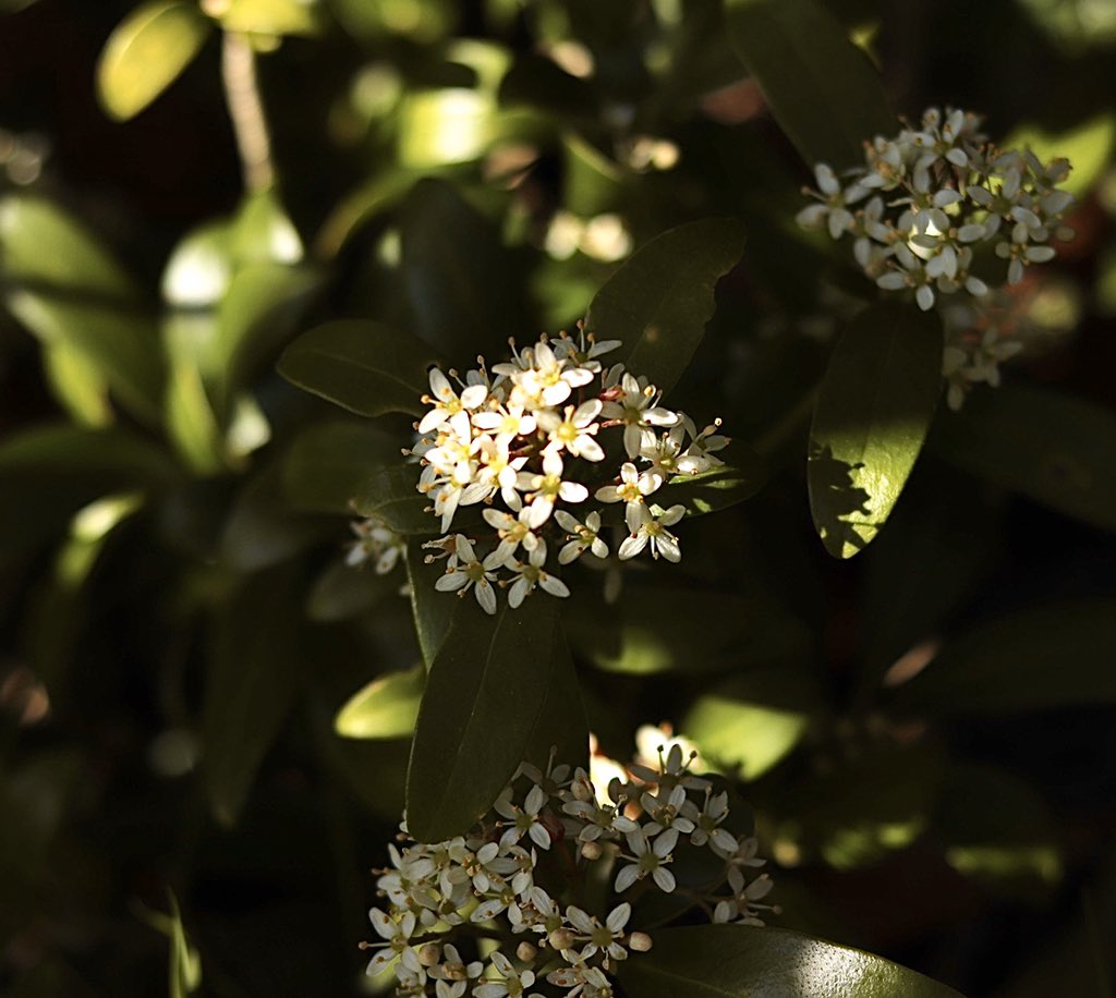 Bernadettestar's tweet photo. F #atozphotographychallenge #photographyinisolation https://t.co/IRMckt0VzE