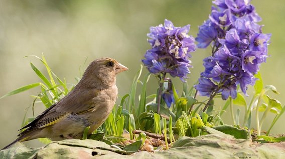 Victoria tweet media