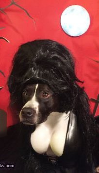 dogdragqueens's tweet photo. https://t.co/SnuSmsZQqn
