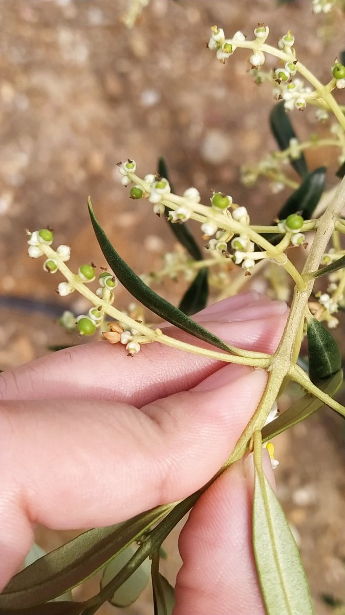 borjasantos89's tweet photo. Misma fecha. Tres variedades, tres ubicaciones, tres estados fenológicos distintos:
1. Manzanilla Cacereña, Casas de Millán (Cáceres), EF: D1.
2. Hojiblanca, Mollina (Málaga), EF: D2.
3. Arbequina, Lora del Río (Sevilla), EF: G1. https://t.co/wZ7xs4OqSj