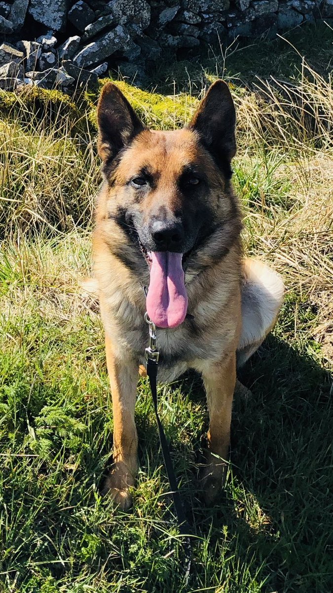 StaffsDogs's tweet photo. #shift3..🐶🐾Pd Colt has been busy on his noon shift so far after challenging 🙎🏻‍♂️ hiding inside a building ..1 X in custody for Burglary..👍vdu408.. thanks NC18 &amp; NC23 ..@staffsresponse #oneteam💙..our heroes with 🐾🐾👏🐶 https://t.co/Nm7DWgAj0C