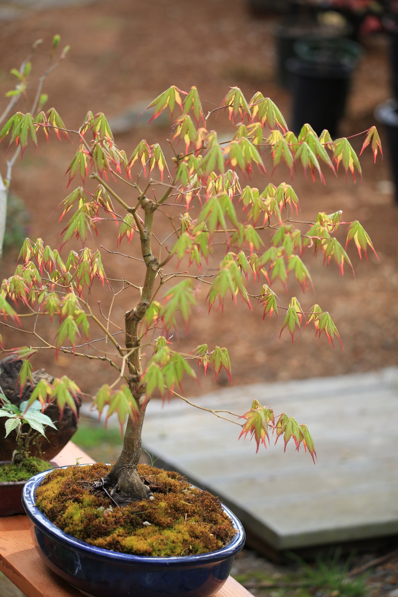 Momiji En Bonsai Garden Tsuma Gaki Japanese Maple In Spring T Co Htvq6ojquv Twitter