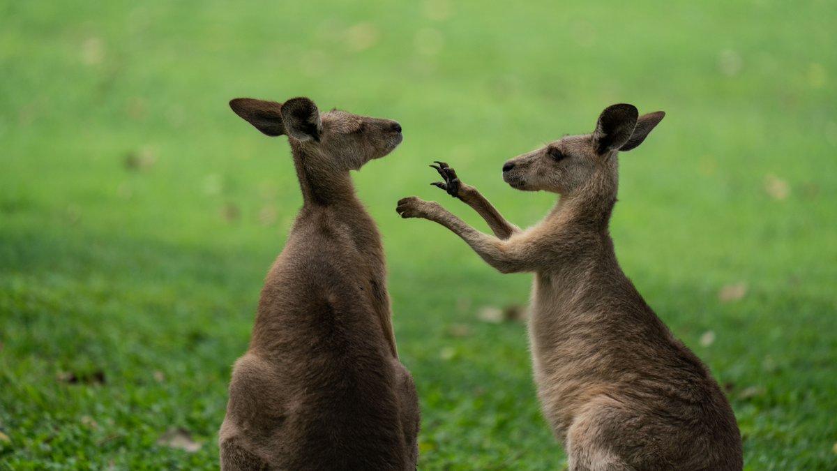 Some kangaroo species are almost always left-handed.