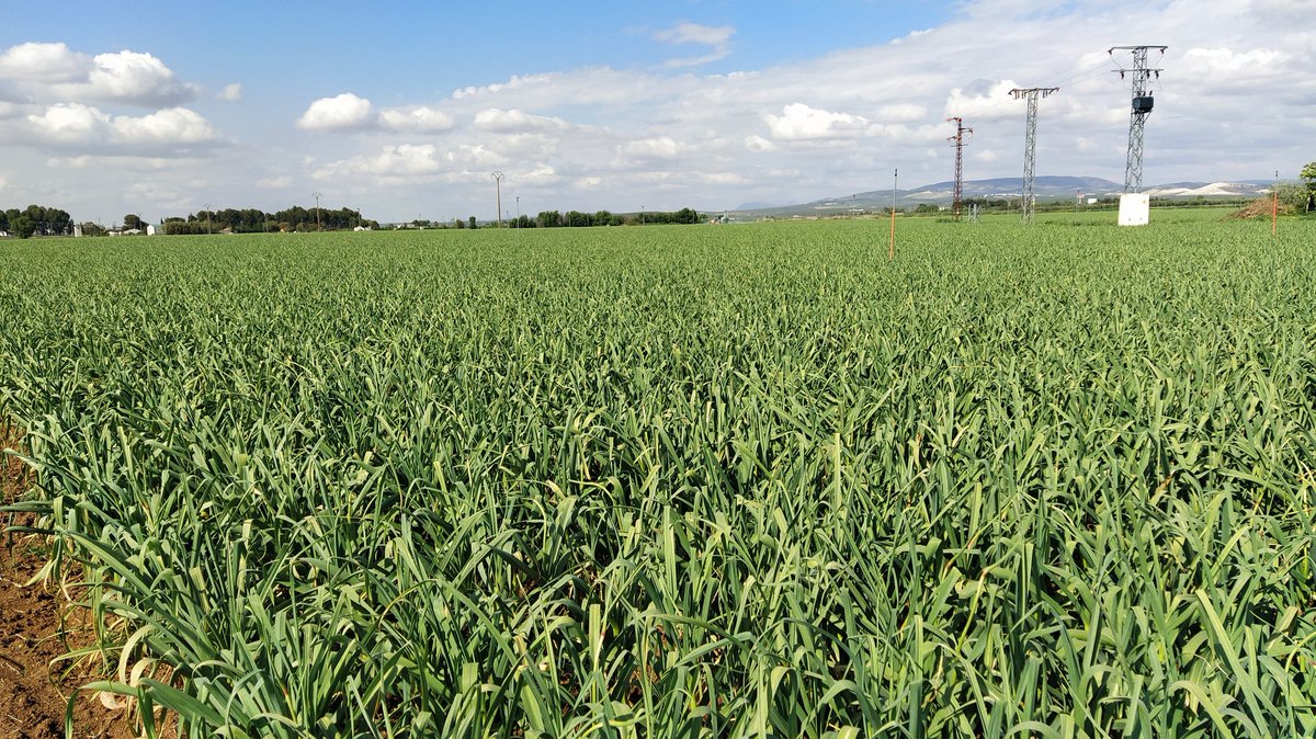 borjasantos89's tweet photo. Más fenología. Esta vez, ajo Spring Violeta, en la fértil vega de Antequera. 17/04/20. Estado fenológico H: engrosamiento de los dientes. https://t.co/iYpyImWhFC