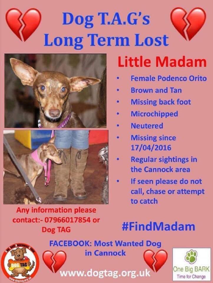 veryluckypugs's tweet photo. ππππππ Today marks the 4th anniversary of when #FindMadam went missing. She is still regularly seen around the area she went missing.
Please share to let people know to keep an eye out for her on their walks. When we are allowed out and things return to normal we will be https://t.co/Dghkg6ys6T