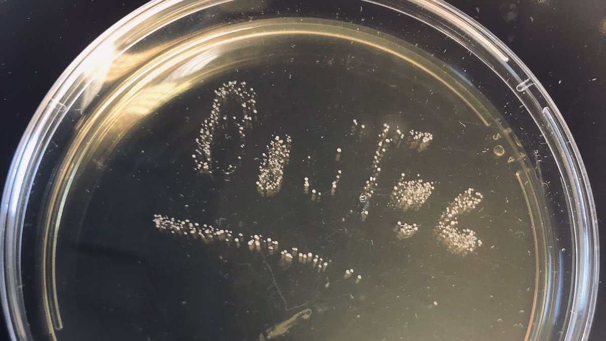 janfmVI's tweet photo. @LucSels @DeMoorBart 👉 @KULeuvenBioTeC at Campus @KULeuvenGent fully prepared for this new “low intensity (yet essential) experiments“ phase in our (210sqm) #biosafety L2 labs 🧫: 
- max #SocialDistancing 
- max #TimeDistancing
- essential experiments only
- team-work!
@LeuvenU 
#CoronavirusLockdown https://t.co/0F52HAGxJv