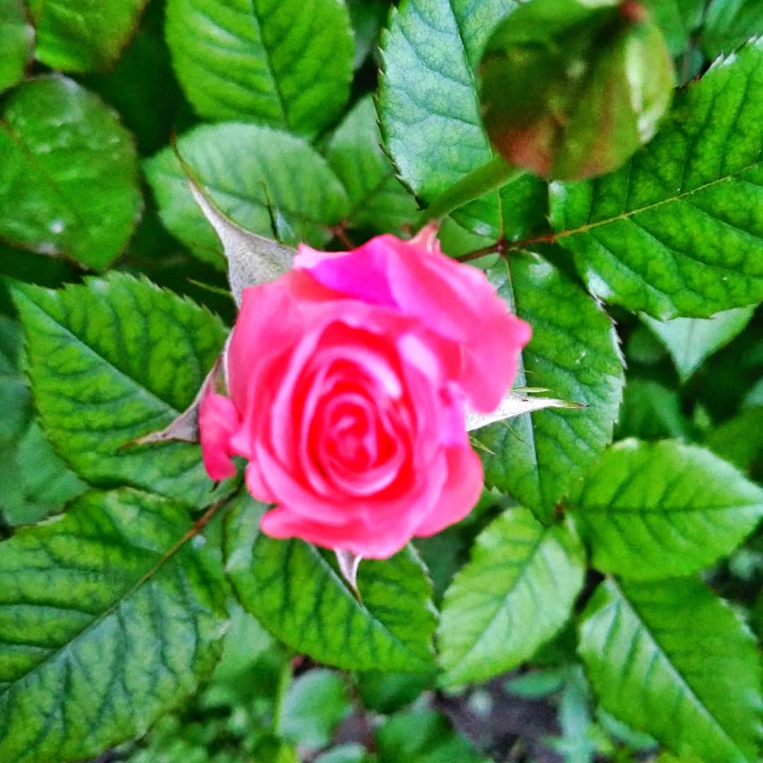 SafdarAS's tweet photo. تری قربت کے لمحے پھول جیسے
مگر پھولوں کی عمریں مختصر ہیں
#springnaturediary
#GilgitBaltistan https://t.co/SKvkE4rGet