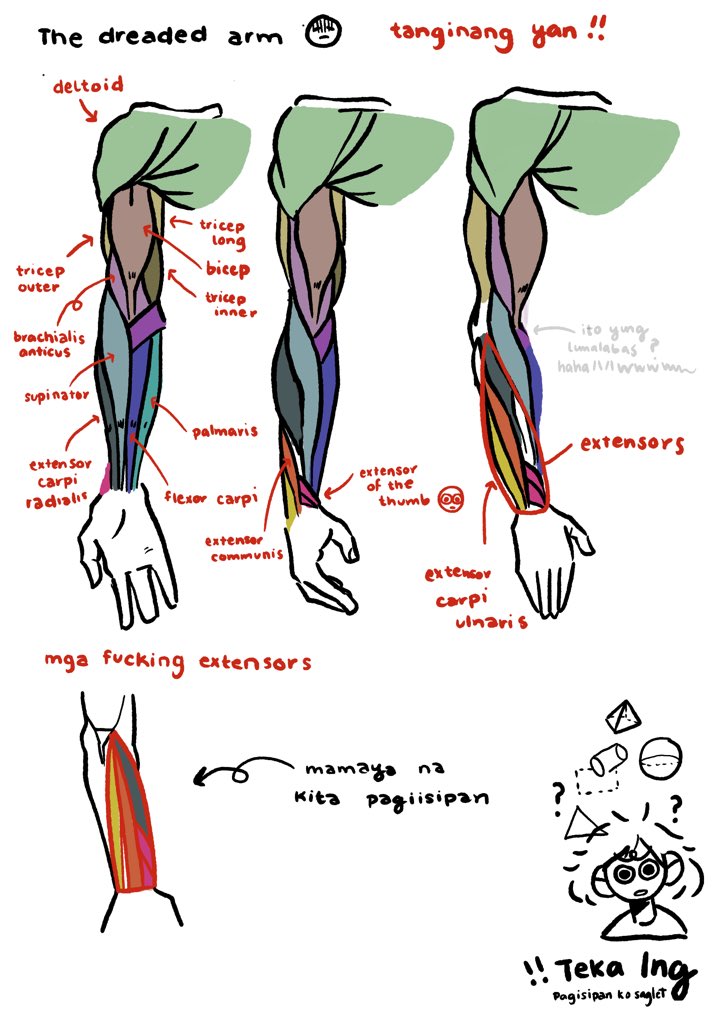 started studying anatomy from Andrew Loomis! my head hurts! i hate bodies 