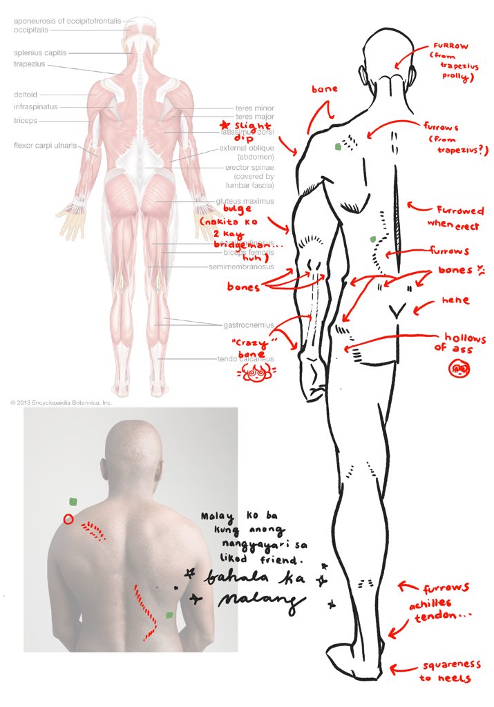 started studying anatomy from Andrew Loomis! my head hurts! i hate bodies 