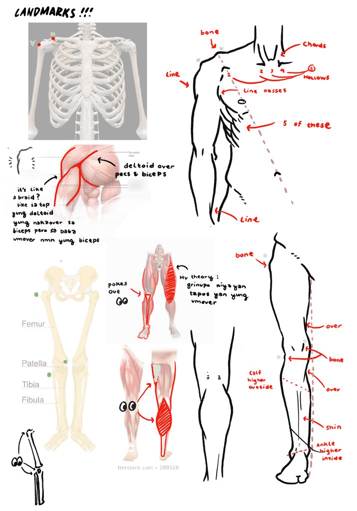 started studying anatomy from Andrew Loomis! my head hurts! i hate bodies 