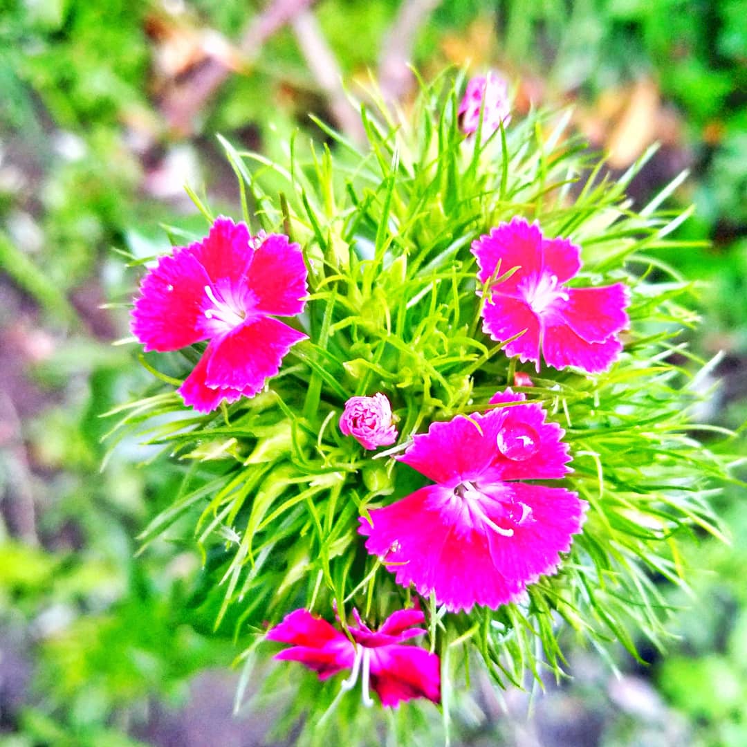 SafdarAS's tweet photo. تری قربت کے لمحے پھول جیسے
مگر پھولوں کی عمریں مختصر ہیں
#springnaturediary
#GilgitBaltistan https://t.co/SKvkE4rGet