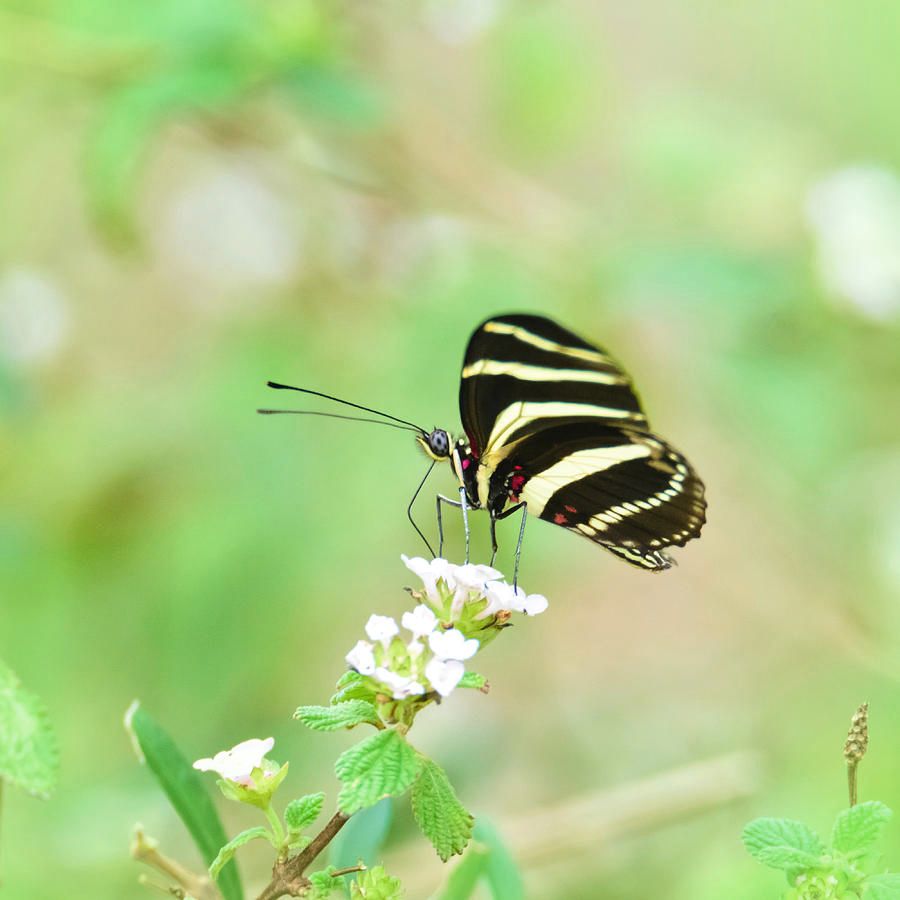 DebraMartz's tweet photo. "Zebra Longwing Butterfly Profile" by Debra Martz
https://t.co/JxDMZ9UAzH
#ZebraPatterns #ZebraLongwing #butterfly https://t.co/cNyT2WeBsG
