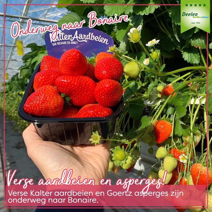 kalteraardbeien's tweet photo. Zo zitten de 🍓🍓in het vliegtuig, en zo liggen ze 8000km verder in het schap bij #vandertweel #bonaire  door @postuma_agf en @DeelenVerswaren https://t.co/vr8xXwZO4k