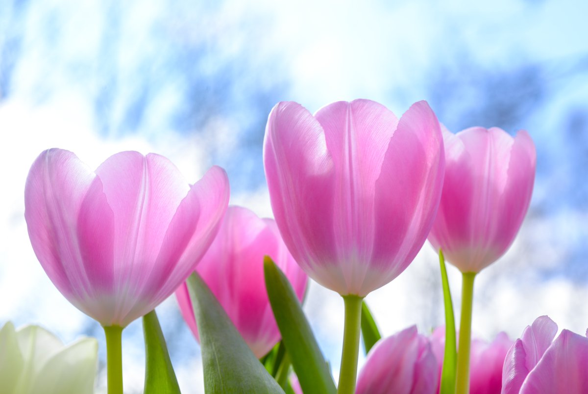 Check out Downtown Springdale's latest newsletter for some ideas to beat cabin fever. mailchi.mp/downtownspring…