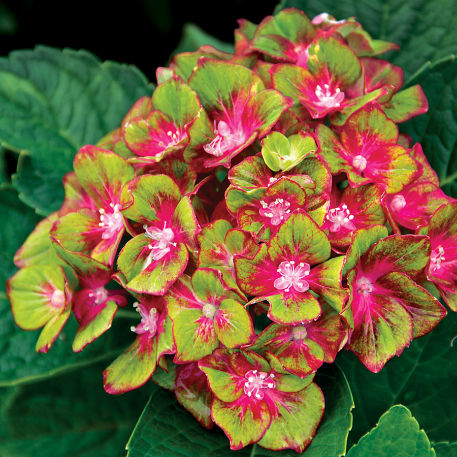 Whether they are flowering, fruiting, or simply foliage-bearing, shrubs offer so much to the home garden! A mainstay of the foundation, they also offer nice punctuation to sunny and shady borders, sidewalk plantings, and even large containers.  #JacksonandPerkins #shrubs
