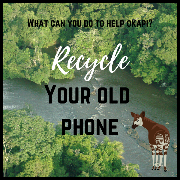okapiproject's tweet photo. Phones contain coltan, a mineral mined in the forests of the Congo. The more phones recycled, the less this mineral needs to be mined, preserving the okapi's home!
For information on where to recycle your old phone (in the US) check out: https://t.co/jeZDsGXNQ4
#helpokapi
https://t.co/TIxMlOOvzQ