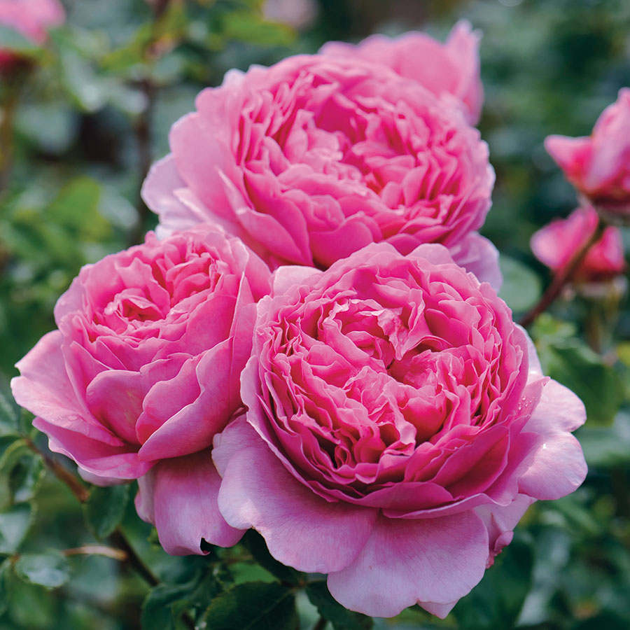 After 50 years of intensive breeding, David Austin has perfected the English Rose. English Roses are a rare and sought-after group, combining the lush petal-packed blooms and heady fragrances of antique roses with improved garden performance to rival the new hybrids.