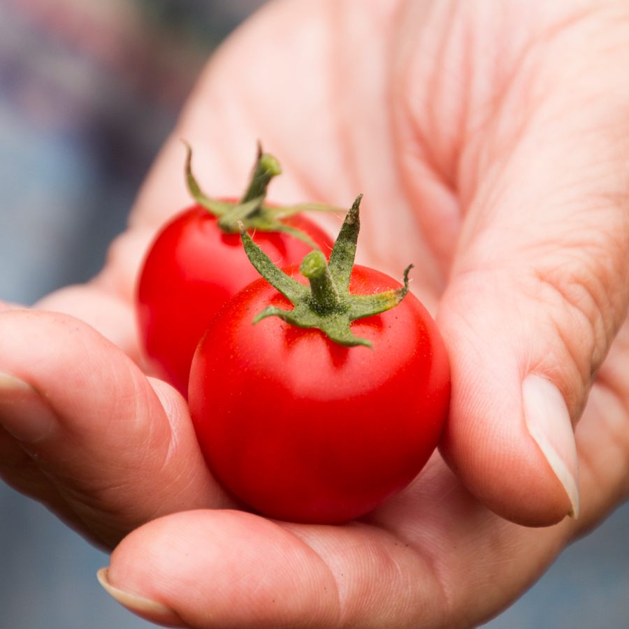 Park Seed tweet media