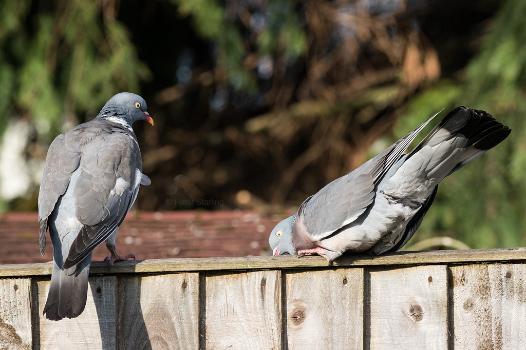 Peter__Starling's tweet photo. This week I've realised that rather than being 'just another sodding pigeon', the woodpigeons in the garden are actually real characters!
#woodpigeon #birdtonic #photography #nature #selfisolationbirdwatch #gardenbirding #birdwatching https://t.co/QxuWK8gf5B