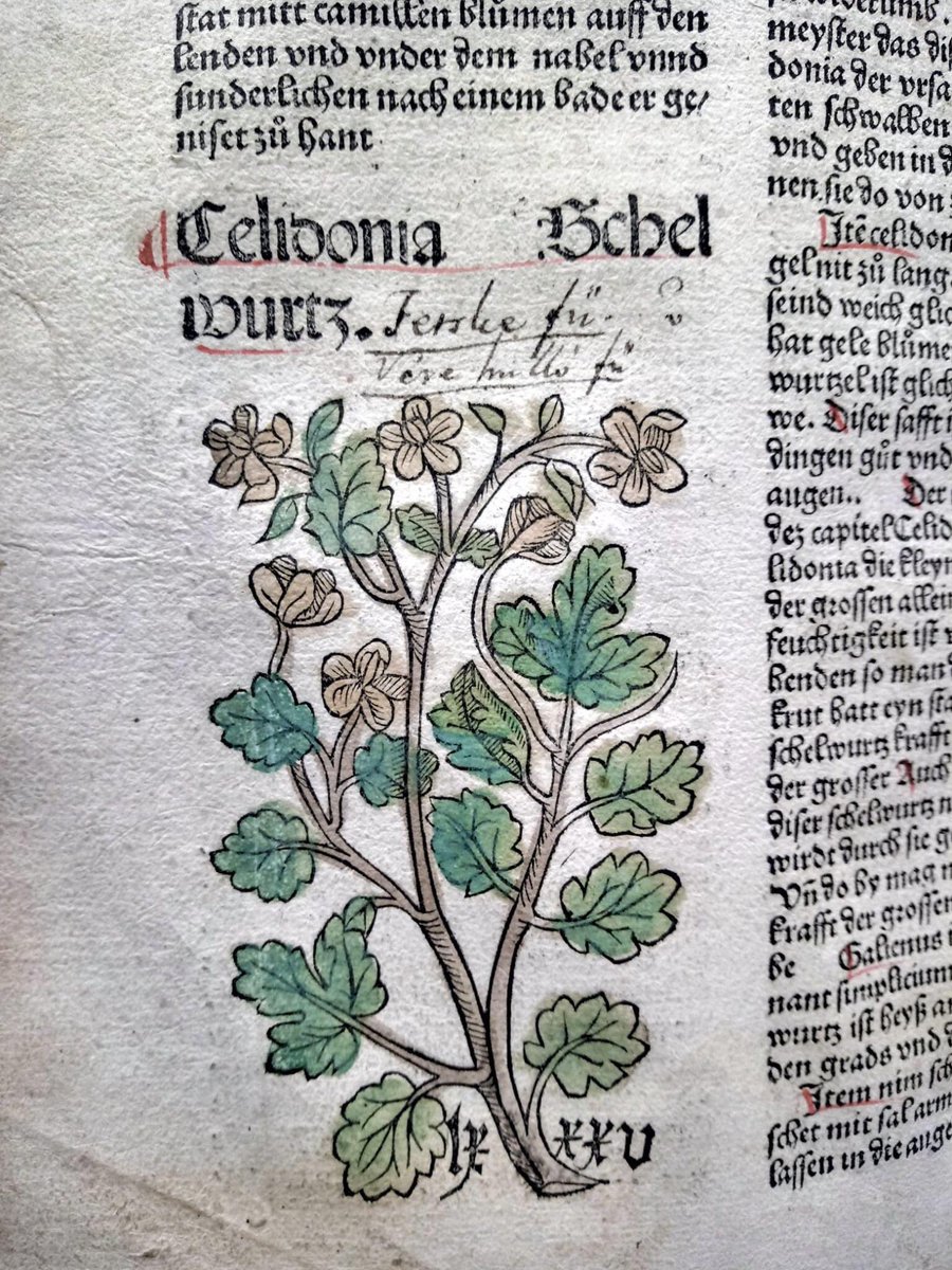 eltekonyvtar's tweet photo. Egy német nyelvű ősnyomtatvány, a Hortus Sanitatis: Ein Gart der Gesundheit vérehulló fecskefüvet ábrázoló fametszete 1485-ből. Azonban a kötetnek nem ez az egyetlen ábrázolása, amely mellett magyar elnevezések is találhatók. (Jelzet: Inc. 1009)

#Sorokközött #betweenlines https://t.co/g6mVC6xQEw