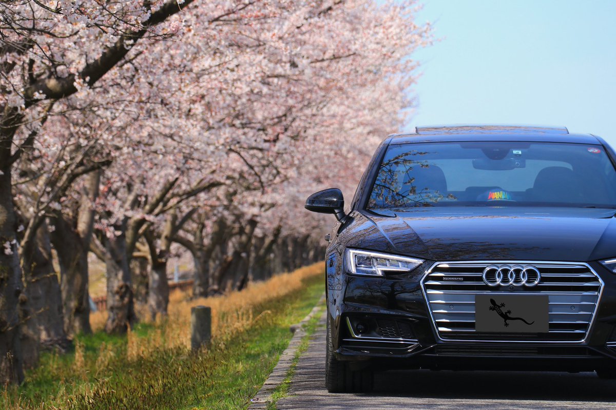 ryoto_Guitar38's tweet photo. 珍しく春っぽかった写真
#cherryblossom #Audi #A4 #a4b9 #quattro #セダン #bbswheels #アウディ好きな人と繋がりたい #アウディのある生活 #canon #eos80d https://t.co/HWeypTjlgC