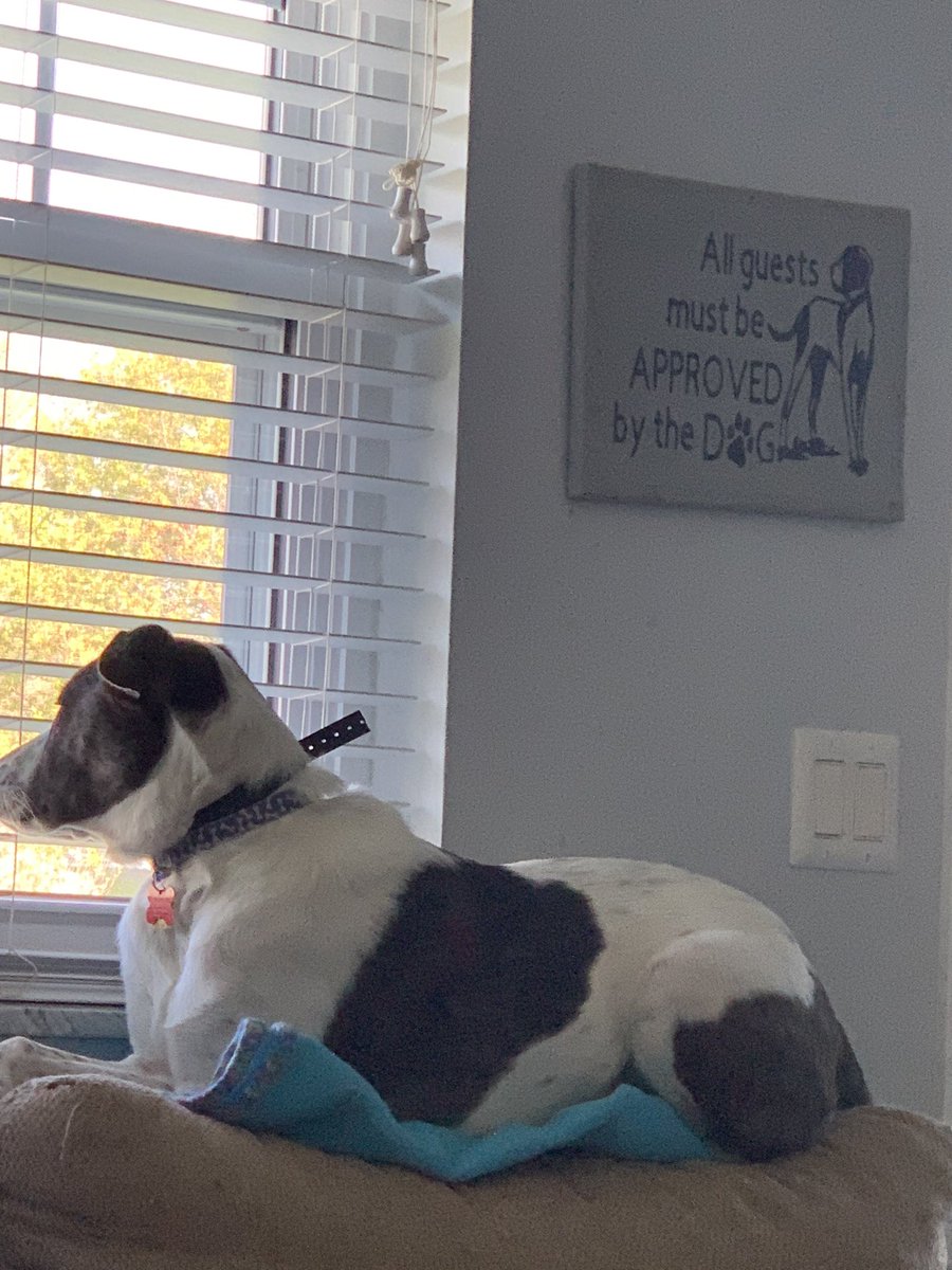 BlueTheAussie1's tweet photo. Another quiet day in the neighborhood with Blue on patrol #StayHomeSaveLives https://t.co/6f6COqyjrW