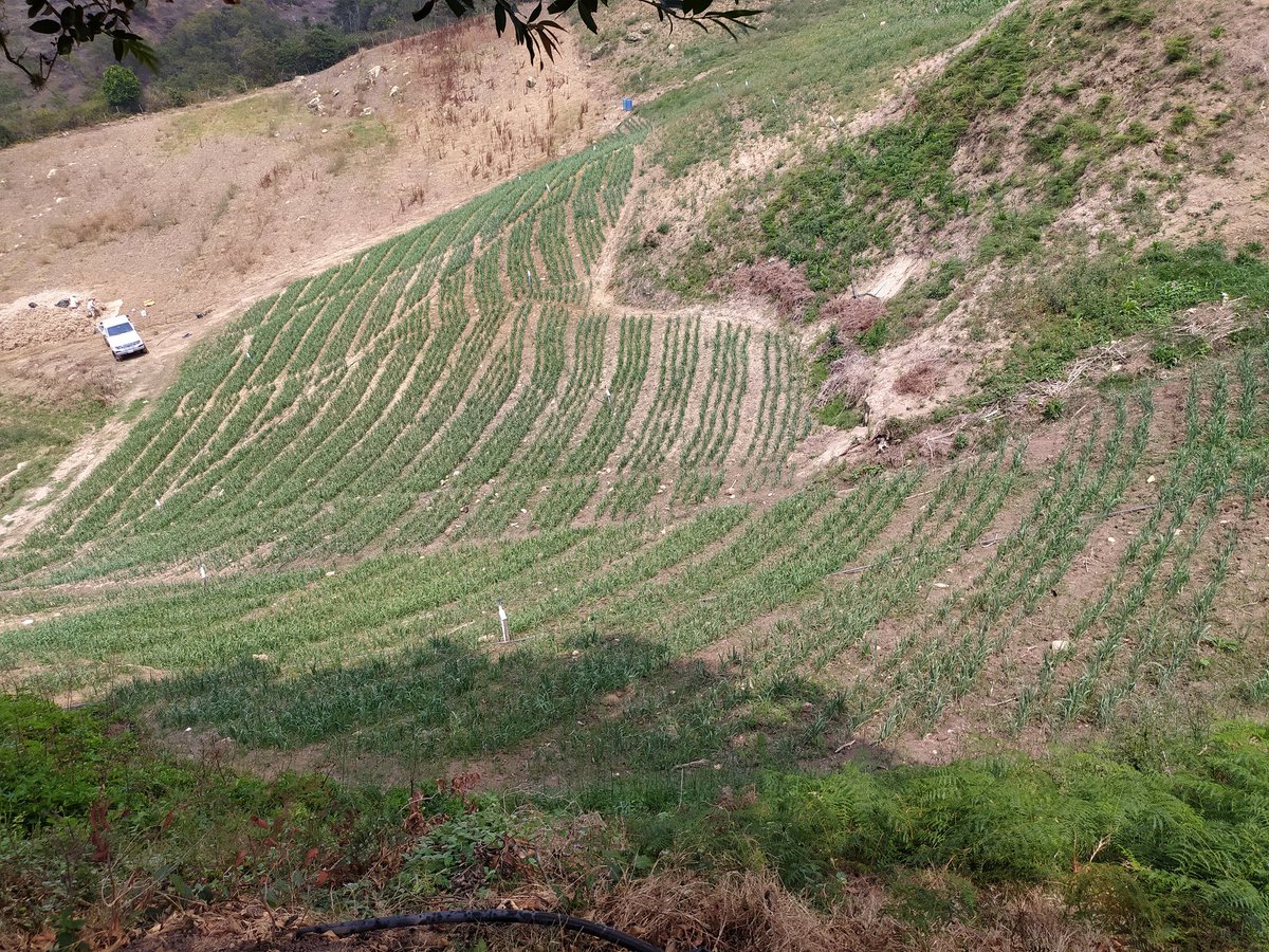fiorecaro10's tweet photo. Varios días internada en las montañas, desconectada de todo prácticamente, sin electricidad, sin señal móvil! Me sentía en otro mundo. Pero eso sí, en el campo no se deja de trabajar, seguimos sembrando con la esperanza de mejores tiempos.  #Merida https://t.co/Y2G4dC8oNO