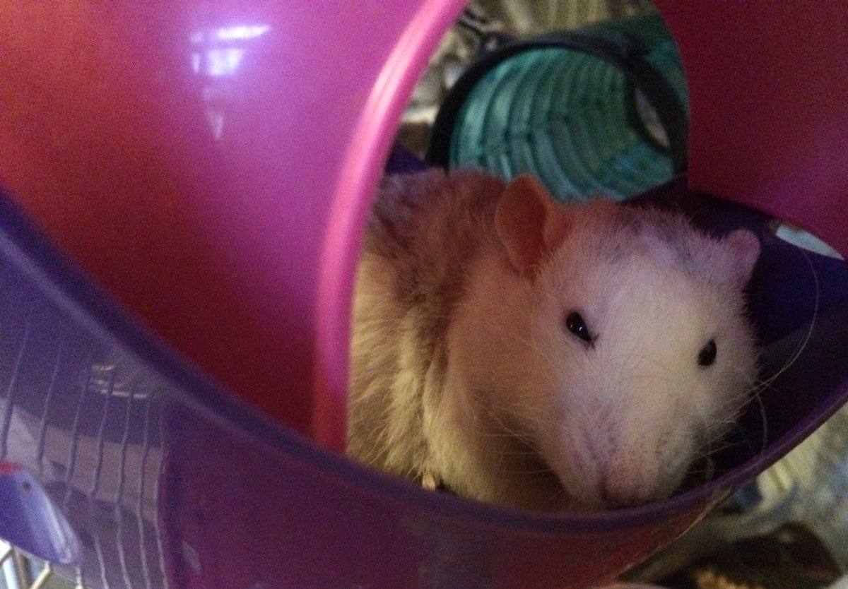 I’m sleeping. Leave me alone hooman #RatsOnTwitter #Raturday